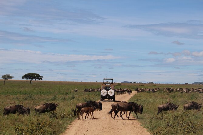 9-Day Serengeti Migration Footsteps Tanzania Safari - Pickup Location