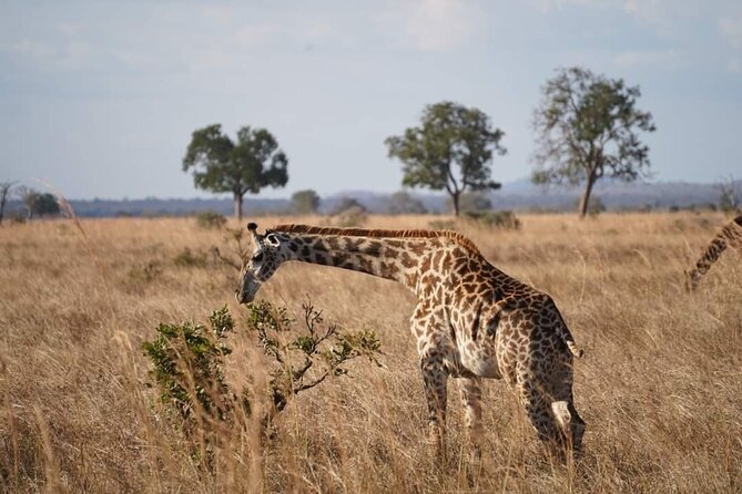 A Day Trip to Mikumi Fly From Zanzibar - Highlights of Mikumi National Park