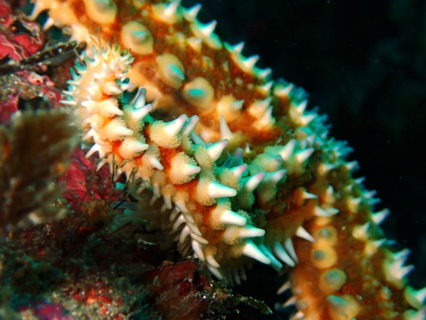 Arrábida: Open Water Diver Course in Arrábida Marine Reserve - Insurance and Services