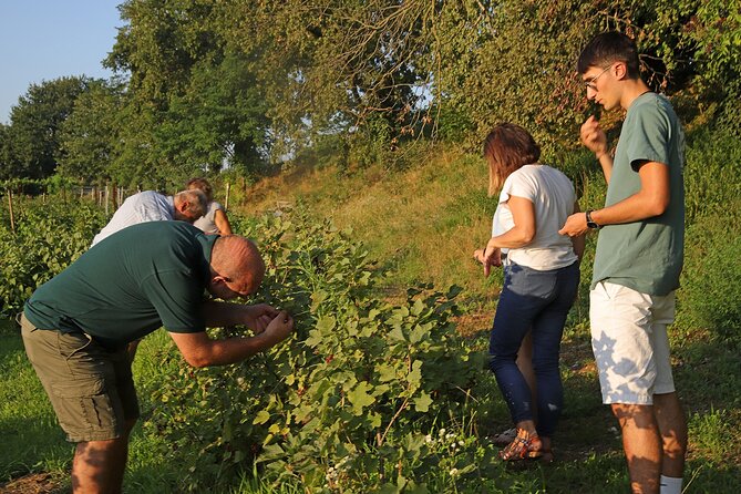 Beekeeping Farm Tour and Tasting Experience in Lazise - Medical Considerations