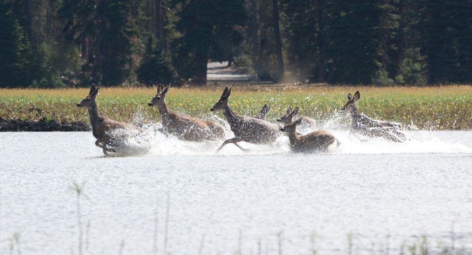 Bend: Deschutes River Guided Flatwater Kayaking Tour - Frequently Asked Questions