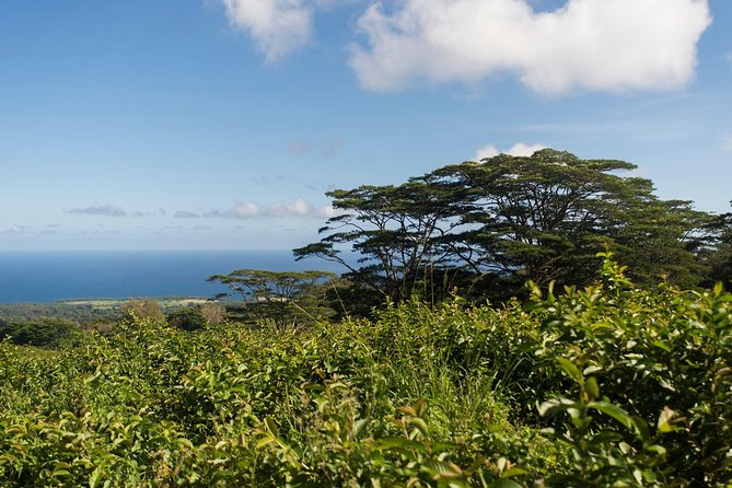 Big Island Kohala Canopy Zipline Adventure - Breathtaking Countryside Views