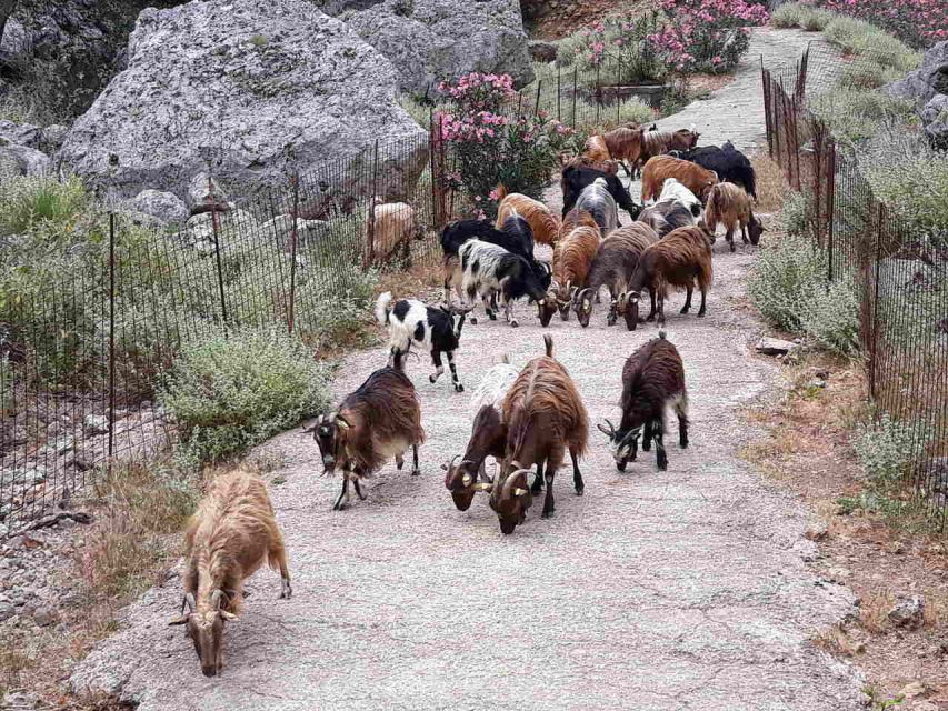 Chania: Balos and Falassarna Tour With Loungers and Lunch - Customer Reviews