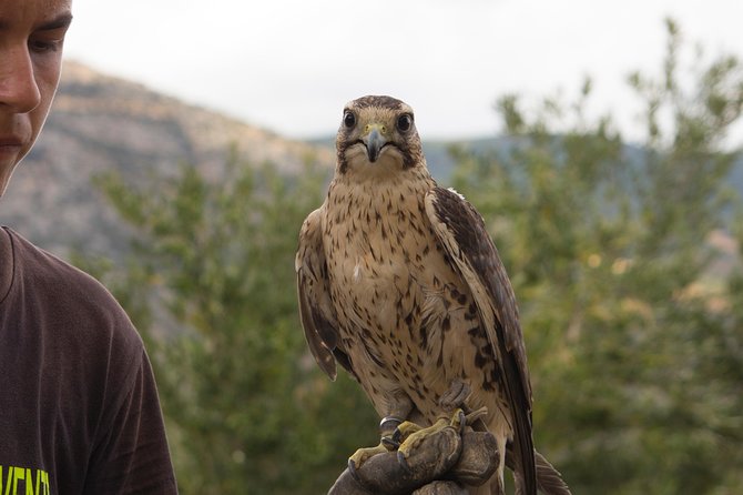 CIVITA EXPERIENCE Borgo Gole Mountain and ... BIRDS OF PREY of the Pollino - Cancellation Policy