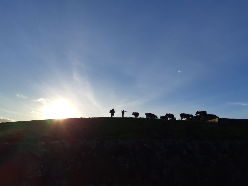 Dairy Farm Visit and Cow Milking Experience in Azores - Customer Reviews