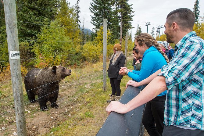 Discover Grizzly Bears From Banff - Meeting Resident Bear Boo