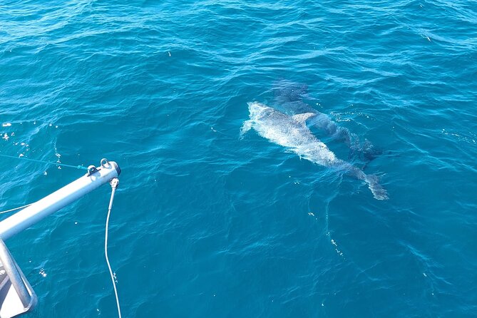 Dolphin Trips on a Catamaran - Location and Transportation