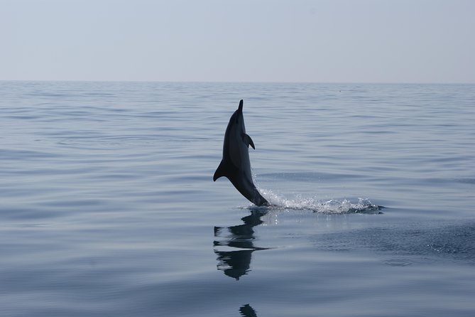 Dolphin Watching and Cave Tour From Vilamoura - Cancellation and Refund Policy