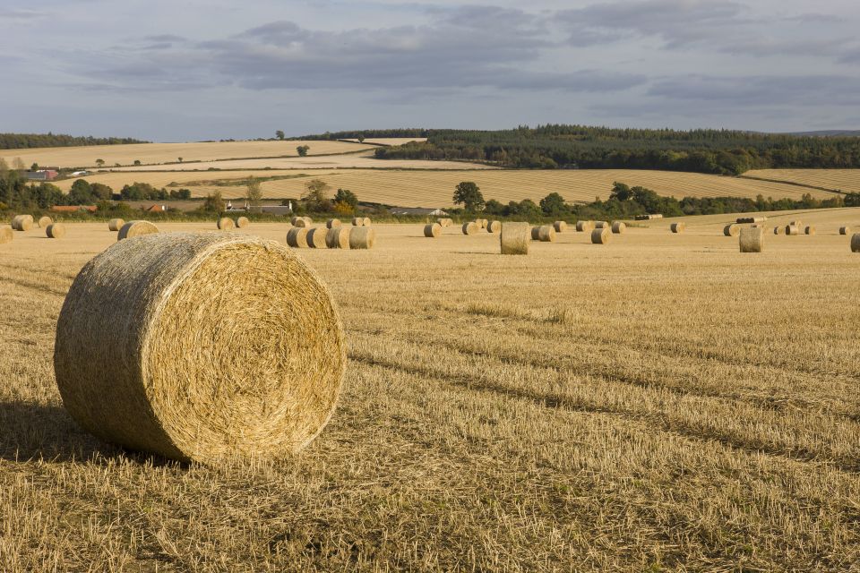 Edinburgh: Rosslyn Chapel, Borders & Glenkinchie Distillery - Highlights of the Full-Day Tour