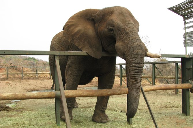 Elephant Sanctuary Tour From Johannesburg or Pretoria - Elephant Sanctuary Access