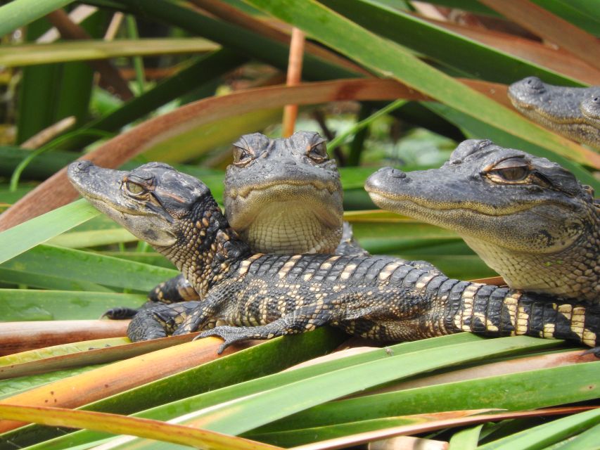 Everglades Day Safari From Fort Lauderdale - Visit to Chokoloskee