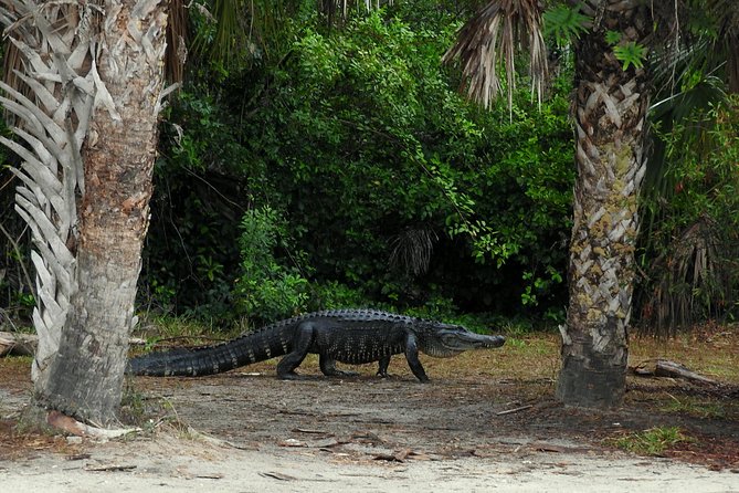 Everglades Day Safari From Ft Lauderdale - Personalized Small-Group Experience