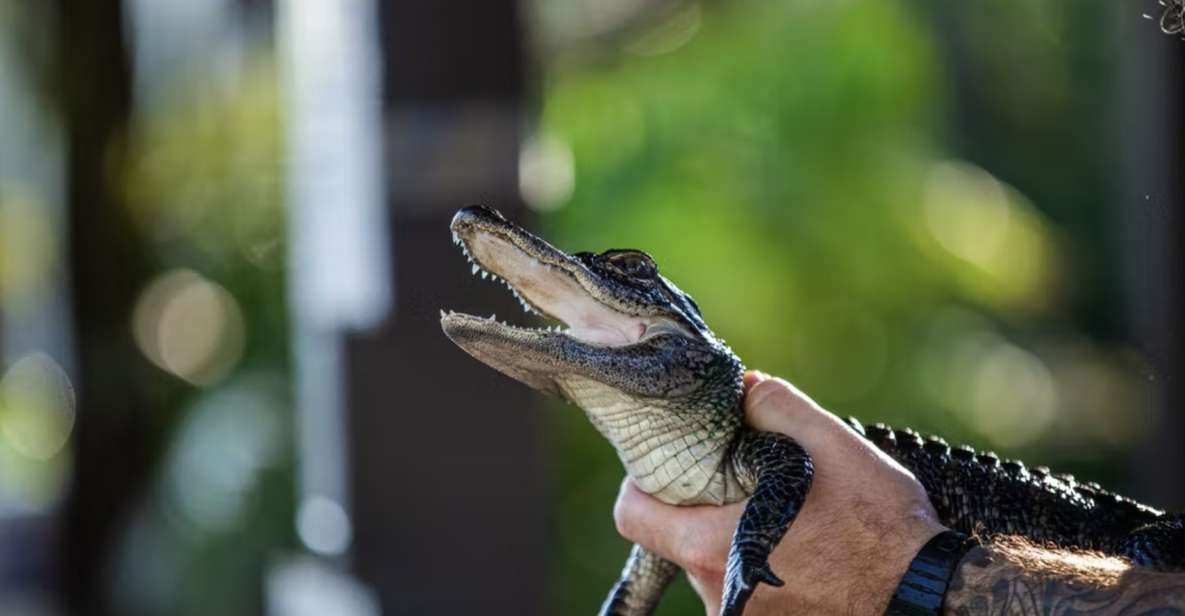 Everglades: Sawgrass Park Reptile Exhibit Private Tour - Educational Focus