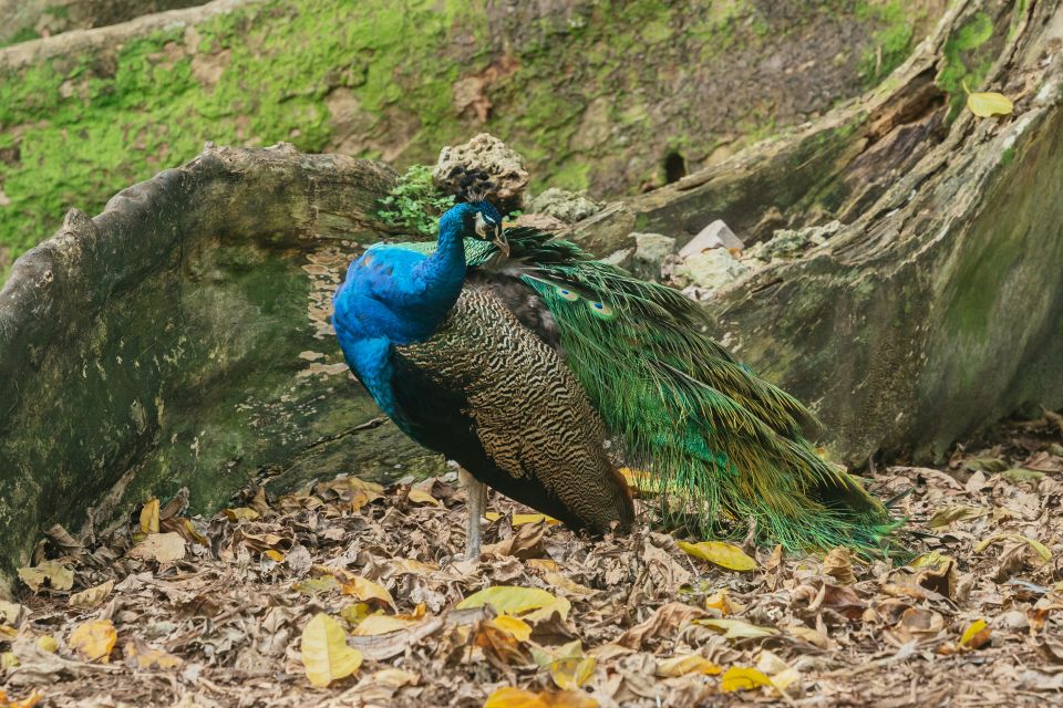 Fort Lauderdale: Flamingo Gardens Entry Ticket - Historic and Special Exhibits