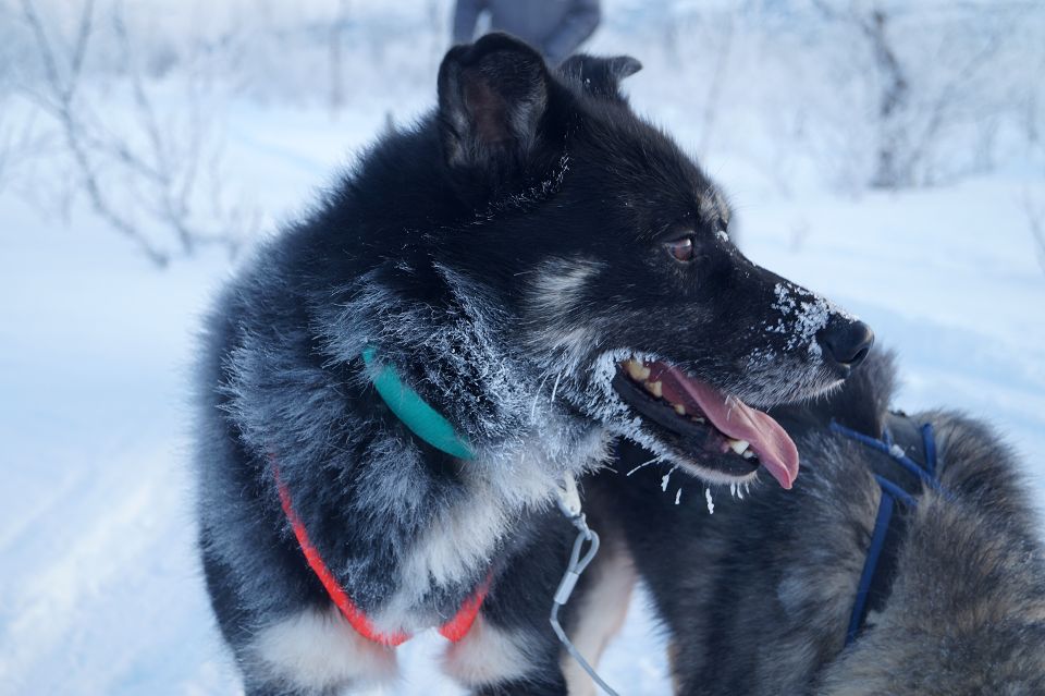 From Abisko: Dog Sledding Excursion to Kiruna With Fika - Age Restriction