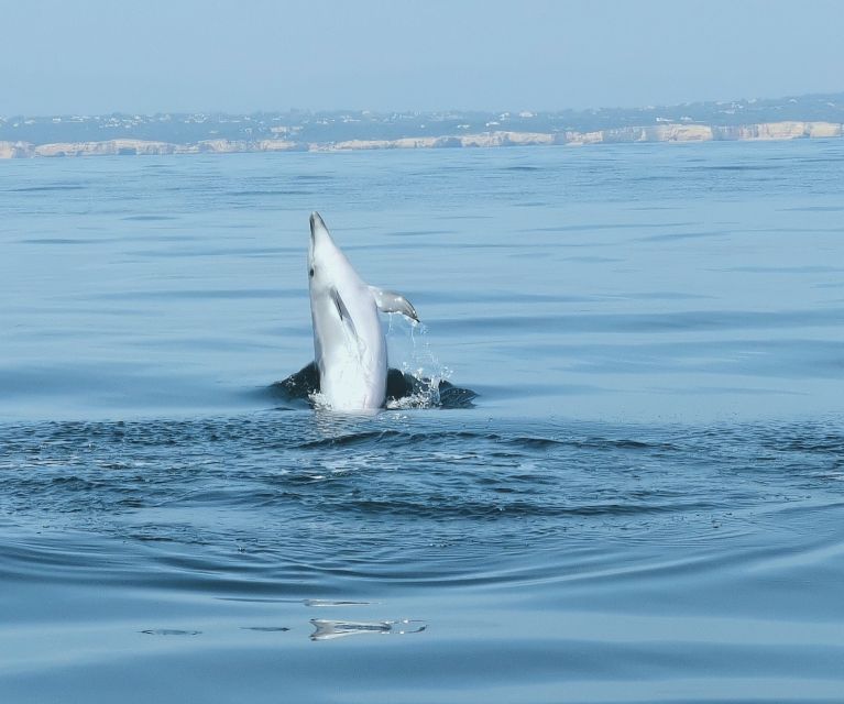 From Albufeira: Benagil Caves and Dolphins Guided Boat Tour - Coastline Exploration