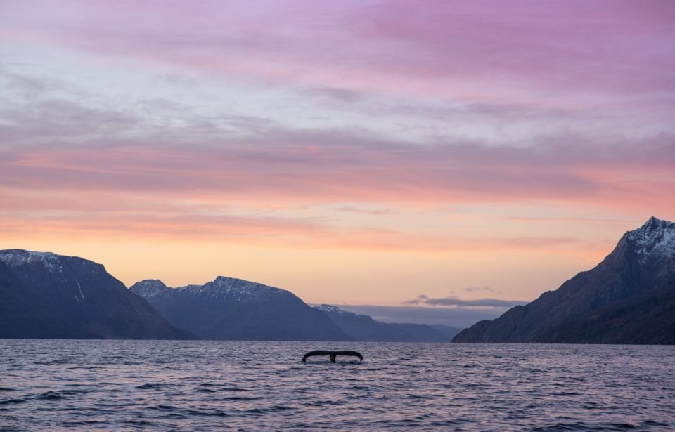 From Alta: Fjord & Whale Adventure - Humpback and Orca Sightings