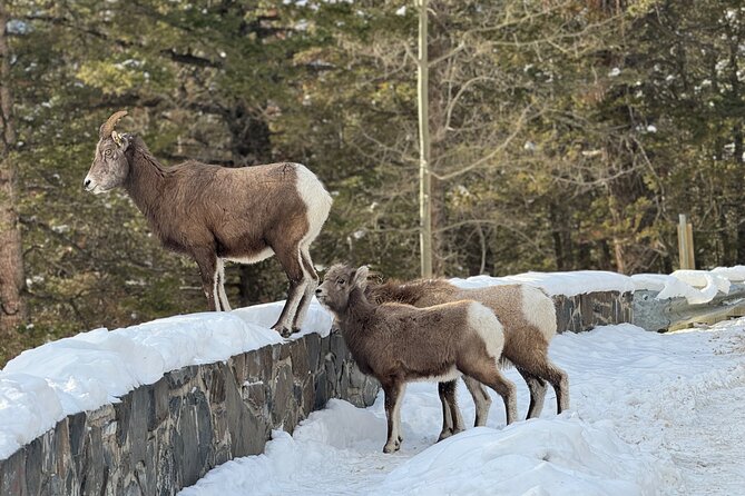 From Calgary: Explore Moraine Lake, Lake Louise, Banff - Tour Operator and Company