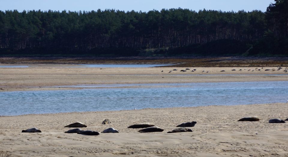 From Invergordon: Private Northern Highlands Shore Excursion - Royal Dornoch Golf Course