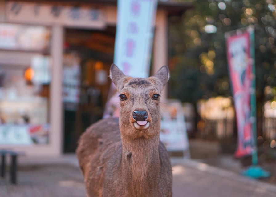 From Kyoto or Osaka: Private Walking Tour Through Nara - Booking Information