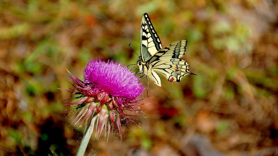 From Makarska: Biokovo Nature Park Guided Tour With Skywalk - Tour Activities