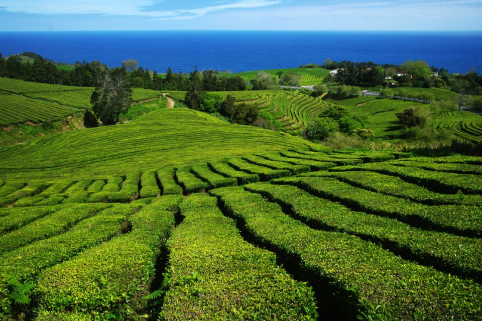 From Ponta Delgada: Lagoa Do Fogo & Hot Springs Day Trip - Volcanic Crater Lake