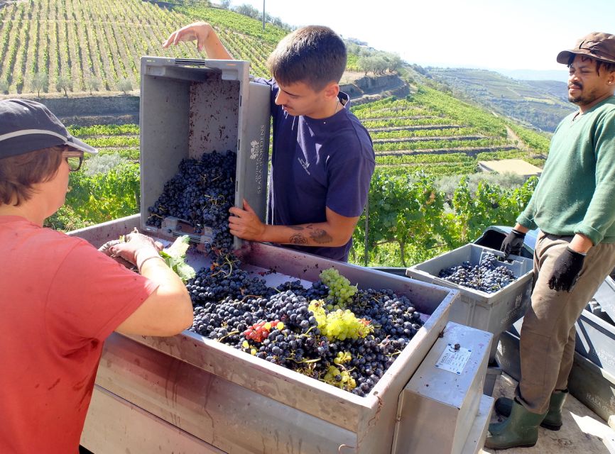 From Porto: Douro Region Private Food and Wine Day Tour - Tasting Local Products