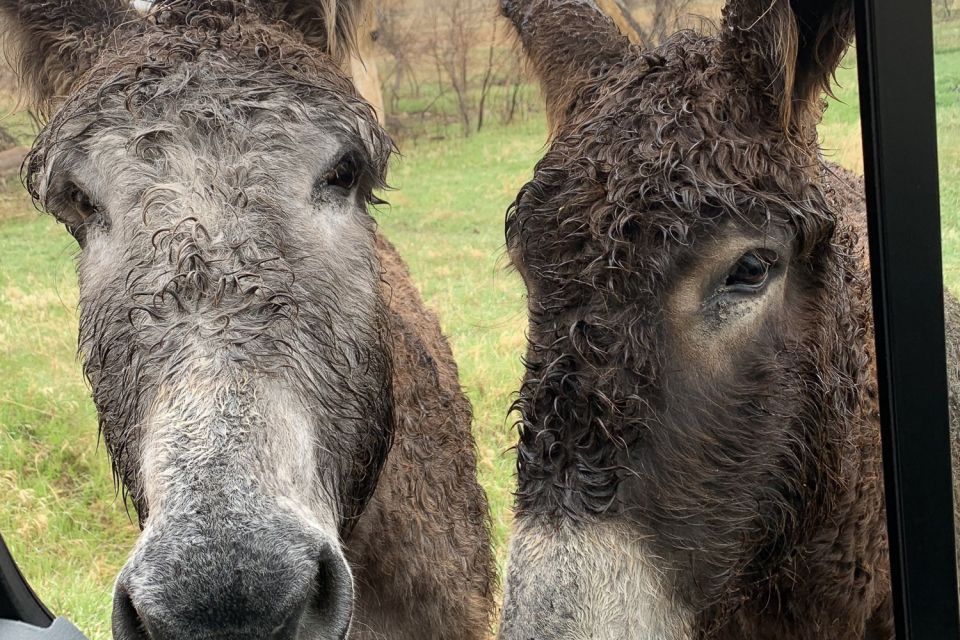 From Rapid City: Custer State Park Private Safari and Hiking - Lunch at Custer State Game Lodge