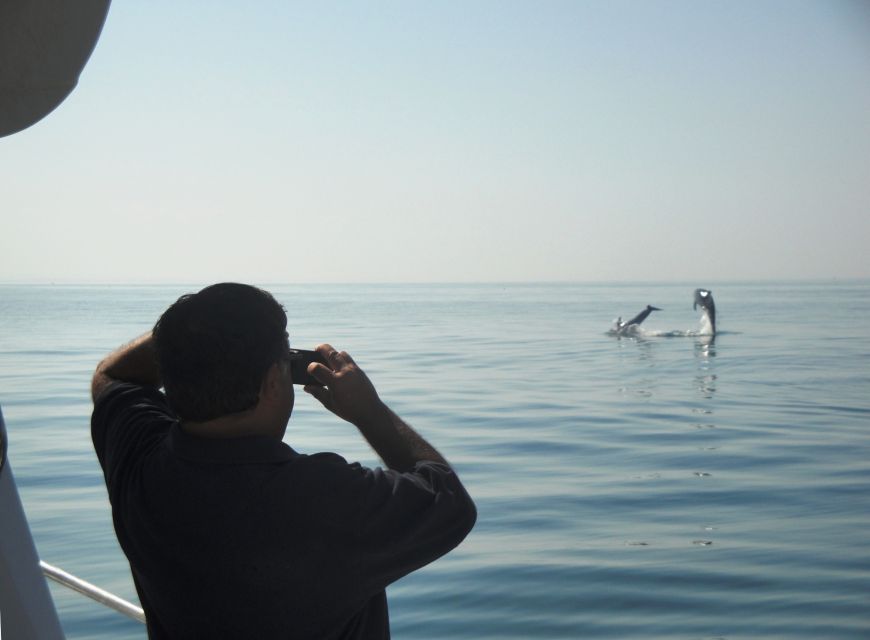 From Sesimbra: Arrábida Dolphin Watching Boat Tour - Customer Feedback and Recommendations