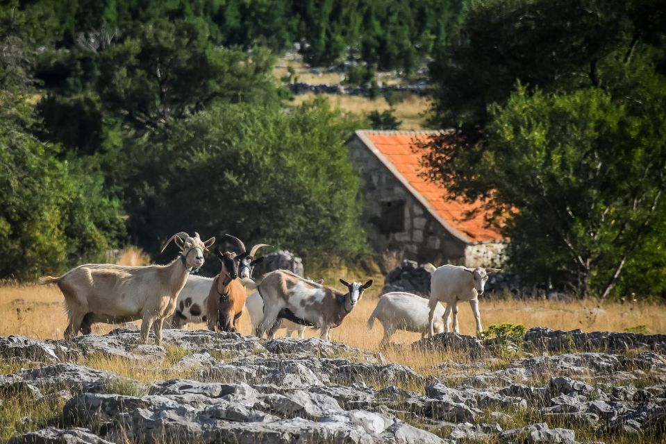 From Split: Private Guided ATV Quad Tour With Lunch - What to Bring & Restrictions