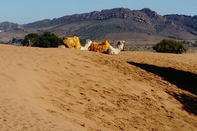 Full-Day Safari Small Desert With Lunch - Remote Beach Exploration