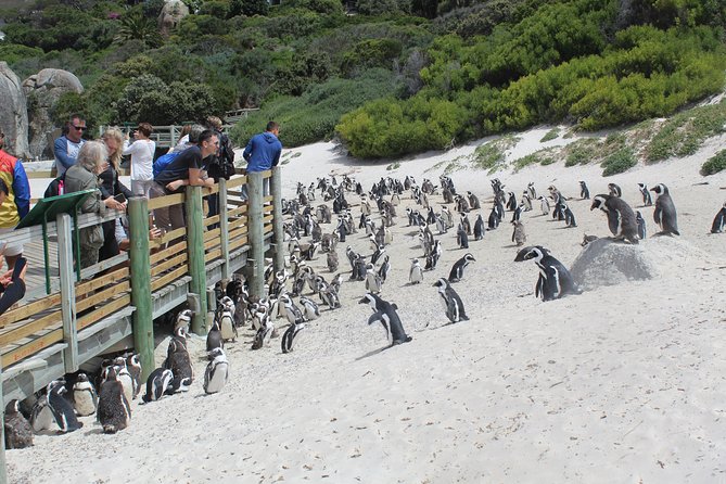 Full Day Visit to Cape Point Cape of Good Hope for Special Needs From Cape Town - Seal Island Boat Trip