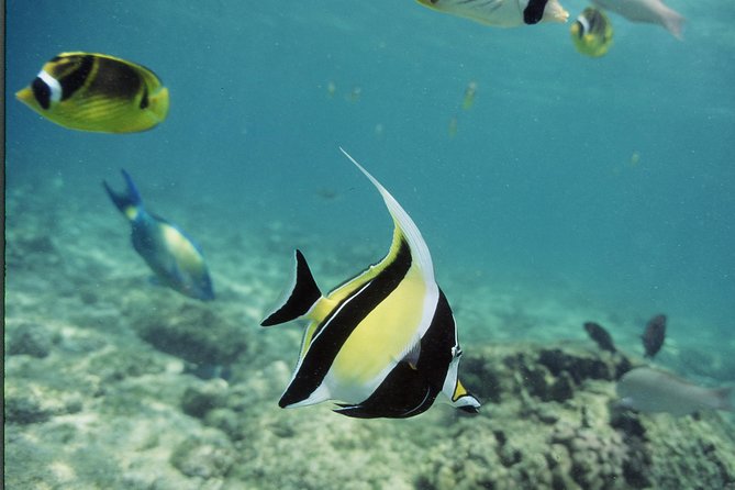 Glass-bottom Boat Reef Tour - Exploring the Underwater Coastline