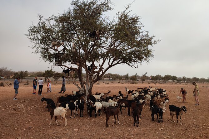 Goats on the Tree Trip From Agadir & Taghazout - Tour Location and Details