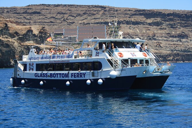 Half-Day Cruise Tour-Dolphin and Whale Watching - Dolphin and Whale Sightings