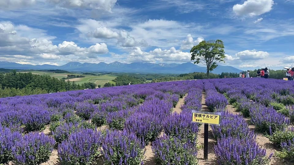 Hokkaido: Flower Sea, Pastoral, and Natural Scenery Day Tour - Important Information