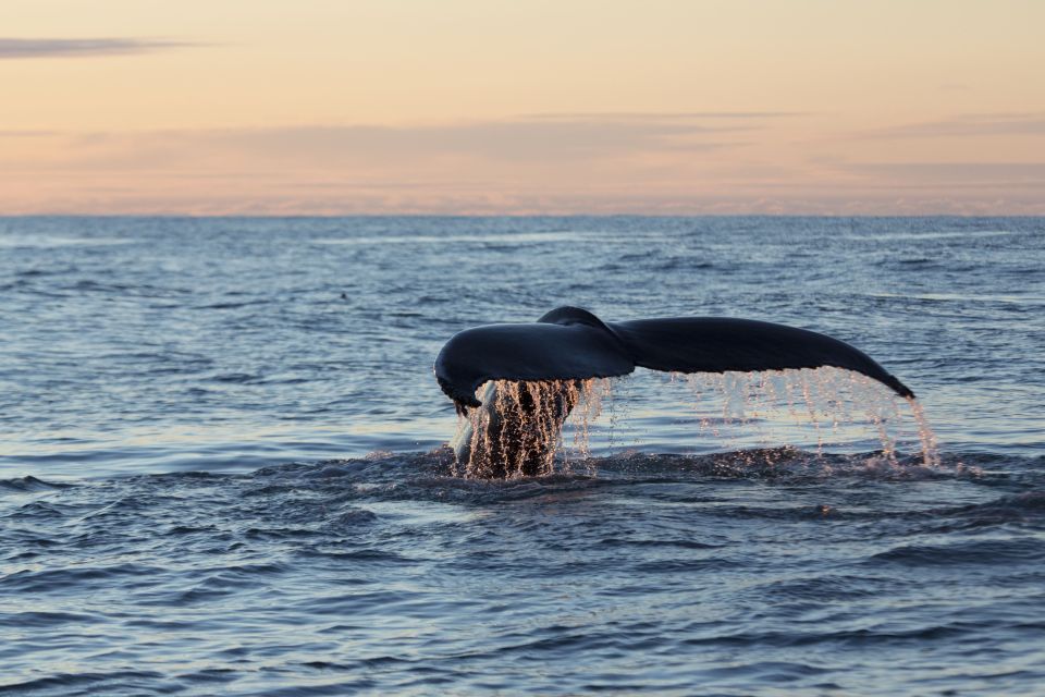 Húsavík: Big Whales and Puffin Island Speedboat Tour - Restrictions and Requirements