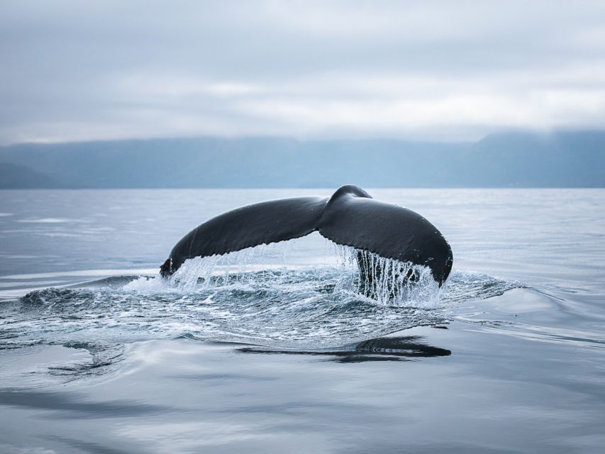 Húsavík: Whale Watching on a Carbon Neutral Oak Boat - Wildlife Observation