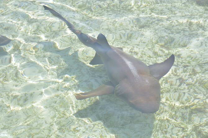 Island Adventure Guided Tour in Bahamas - Negative Customer Feedback