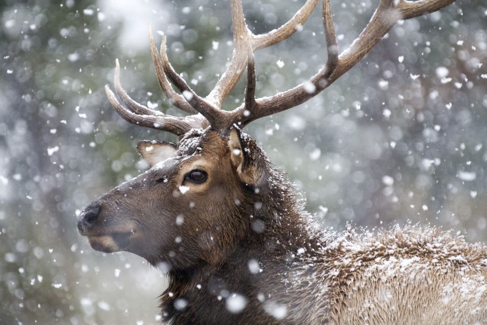 Jackson: Grand Teton and National Elk Refuge Winter Day Trip - Wildlife Viewing Opportunities