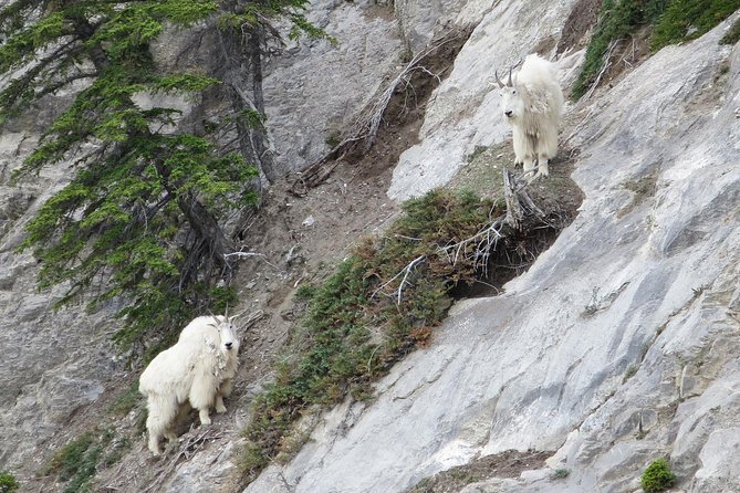 Jasper Evening Wildlife Tour - Age Restrictions