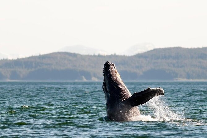 Juneau Wildlife Whale Watching & Mendenhall Glacier - Accessibility and Additional Details