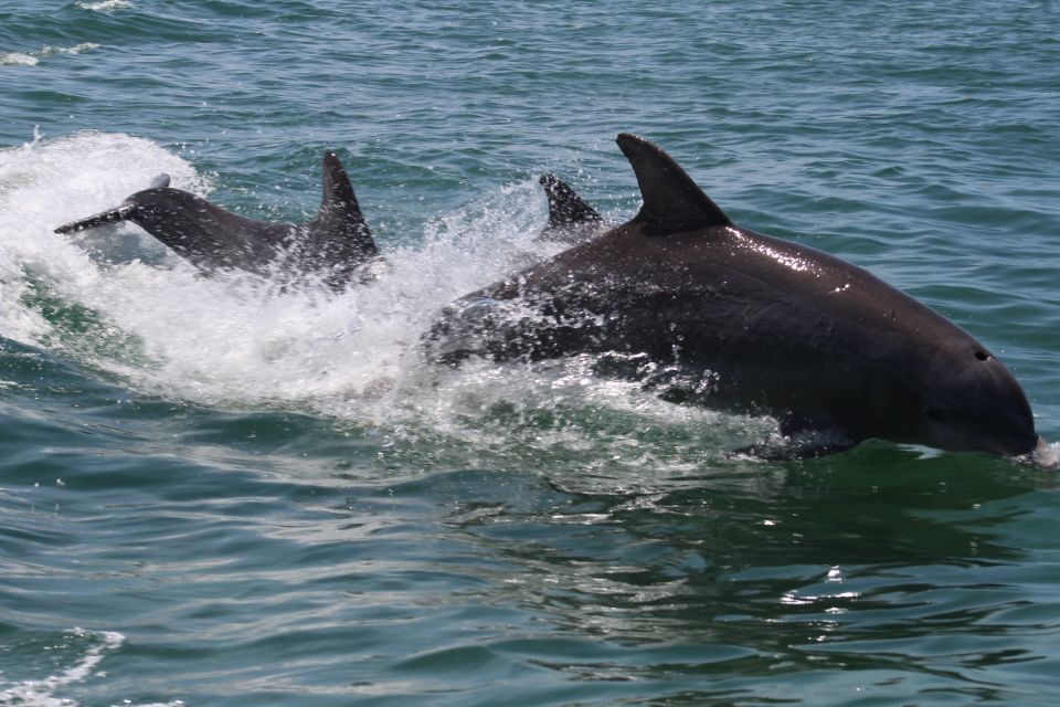 Key West: Dolphin & Snorkel Boat Tour With Sunset Option - Refreshments on Board