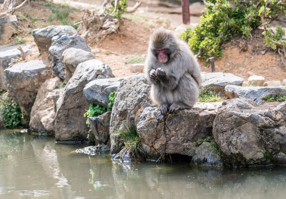 Kyoto: Arashiyama Bamboo Forest, Monkey Park, & Zen Temple - Customer Reviews