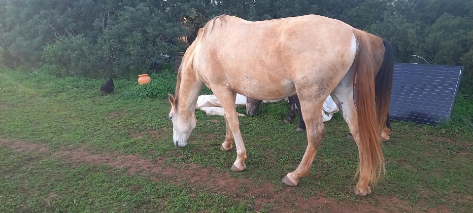 Lagos: a Walk With a Rescued Horse at the Sanctuary - About the Sanctuary