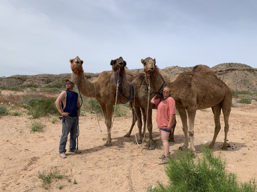 Las Vegas: Desert Camel Ride - Inclusions and Amenities