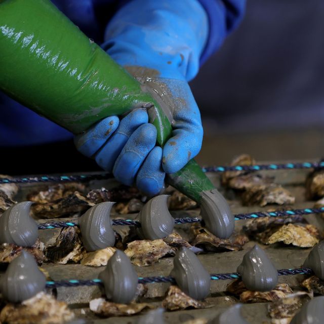 Loupian: Tour Guide of Our Oyster Farm and Tasting - The Thau Basins Uniqueness