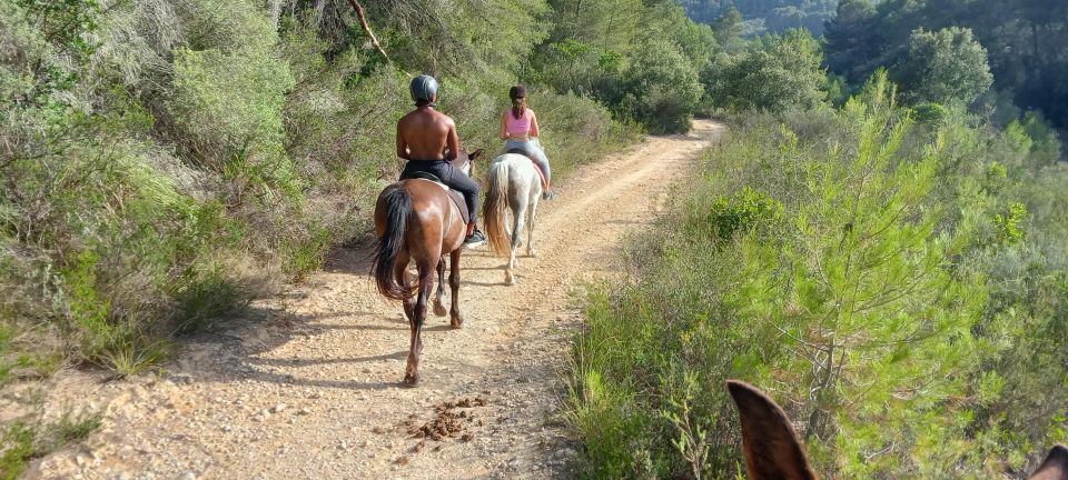 Mallorca: Mallorca Sunset, Randa Valley. - Horse Grooming and Sand Track Class