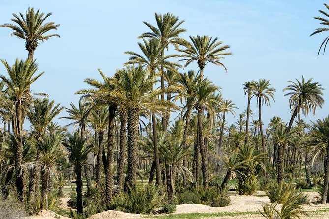 Marrakech Camel Ride Experience With Pick-Up - Hotel/Riad Pickup and Drop-off