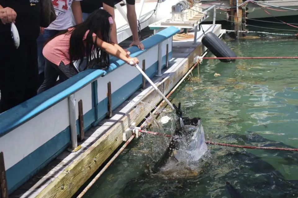 Miami: Giant Fish Feeding Experience - Potential Risks